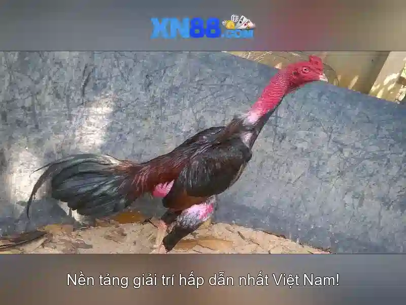 XN88 – Trải Nghiệm Slot Đỉnh Cao 2026