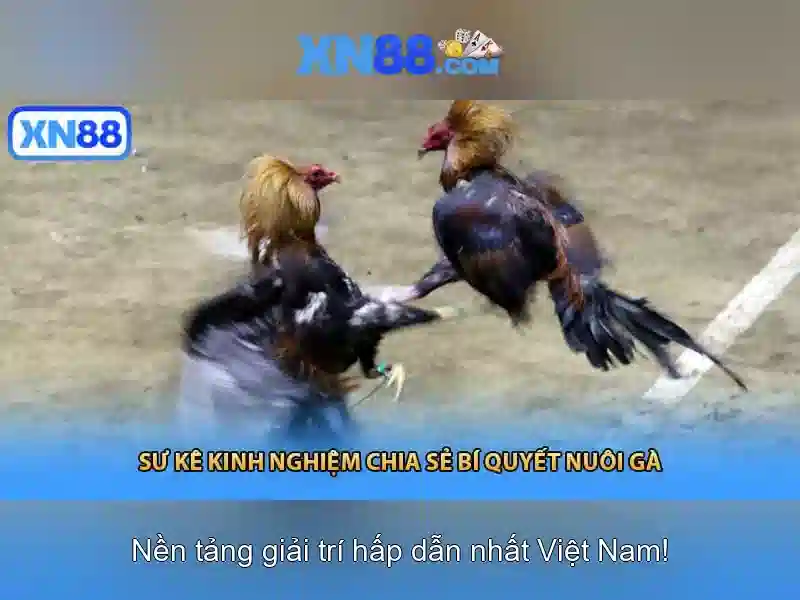 XN88 - Trải Nghiệm Slot Đỉnh Cao Với XN88 Com